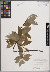 Foto von Salix daphnoides Vill.
